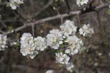 Pyrus elaeagrifolia