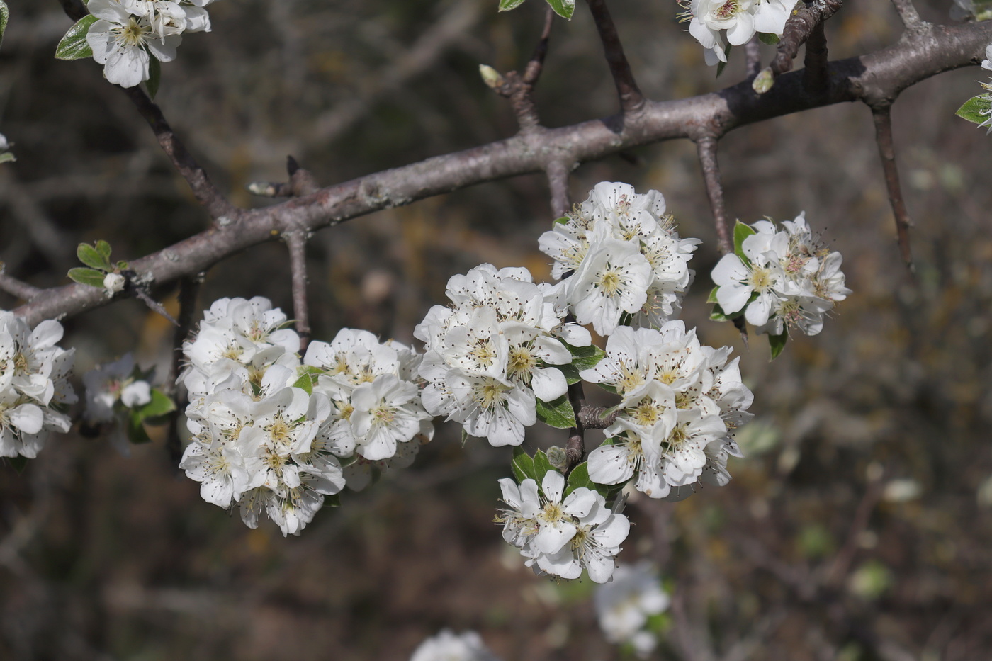 Image of Pyrus elaeagrifolia specimen.
