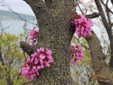 Cercis siliquastrum