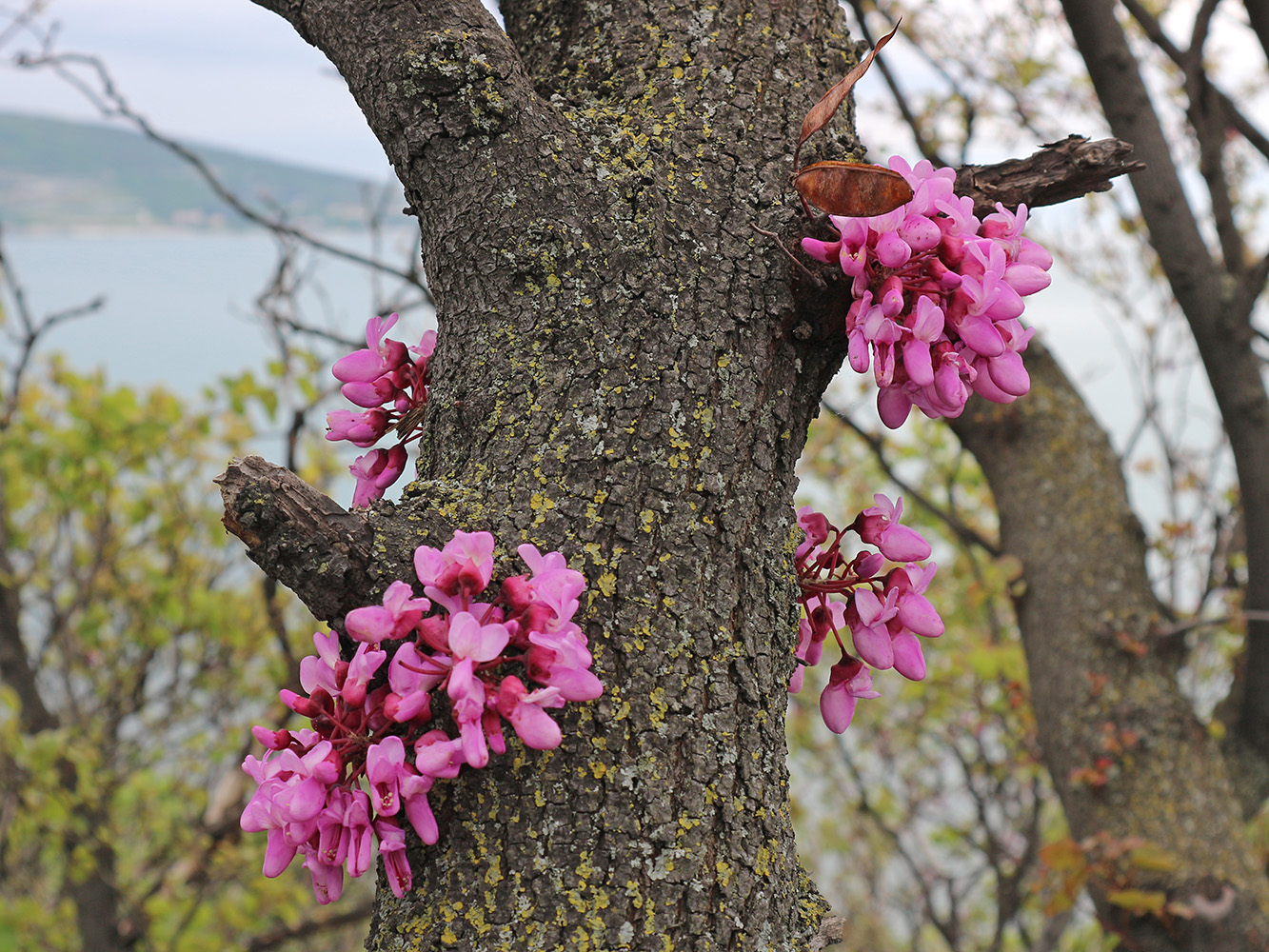Image of Cercis siliquastrum specimen.