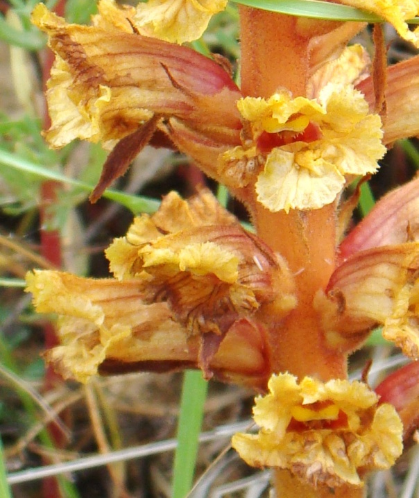 Image of genus Orobanche specimen.