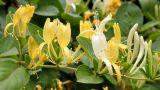 Lonicera japonica