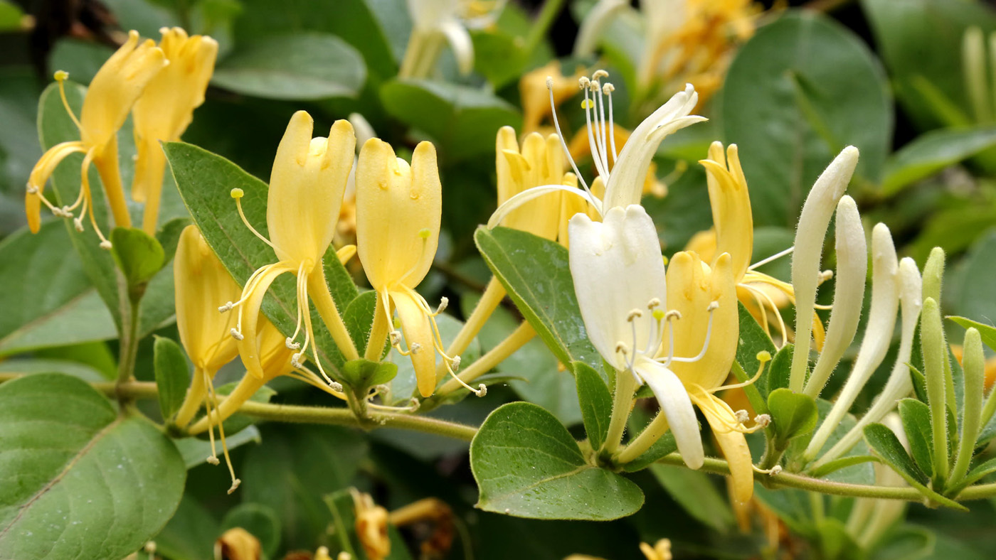 Изображение особи Lonicera japonica.