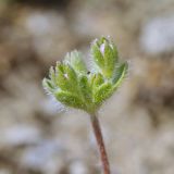 Androsace maxima