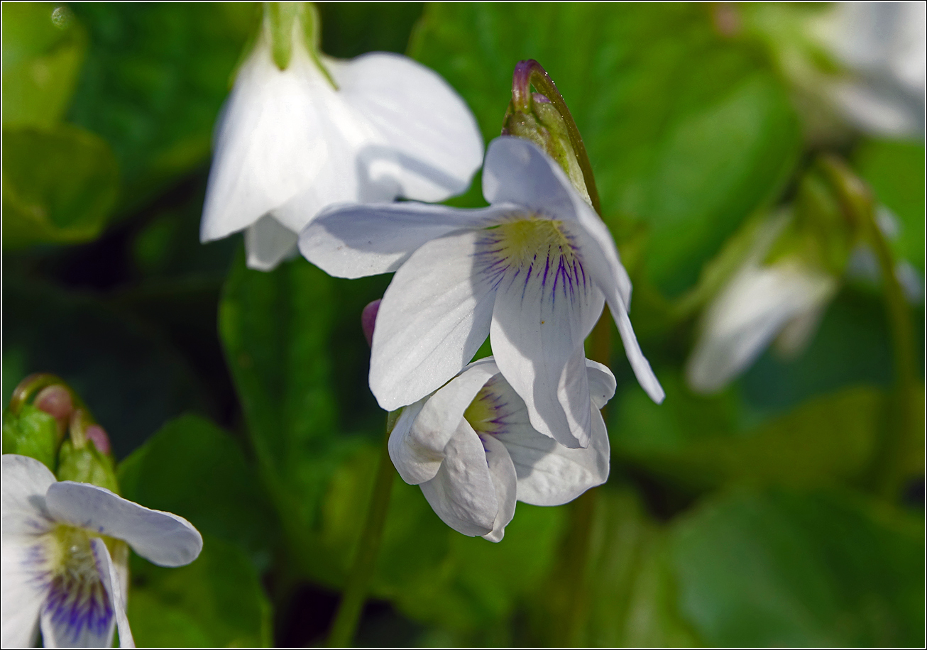 Image of Viola sororia specimen.