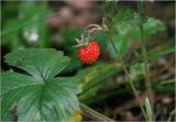 Fragaria vesca