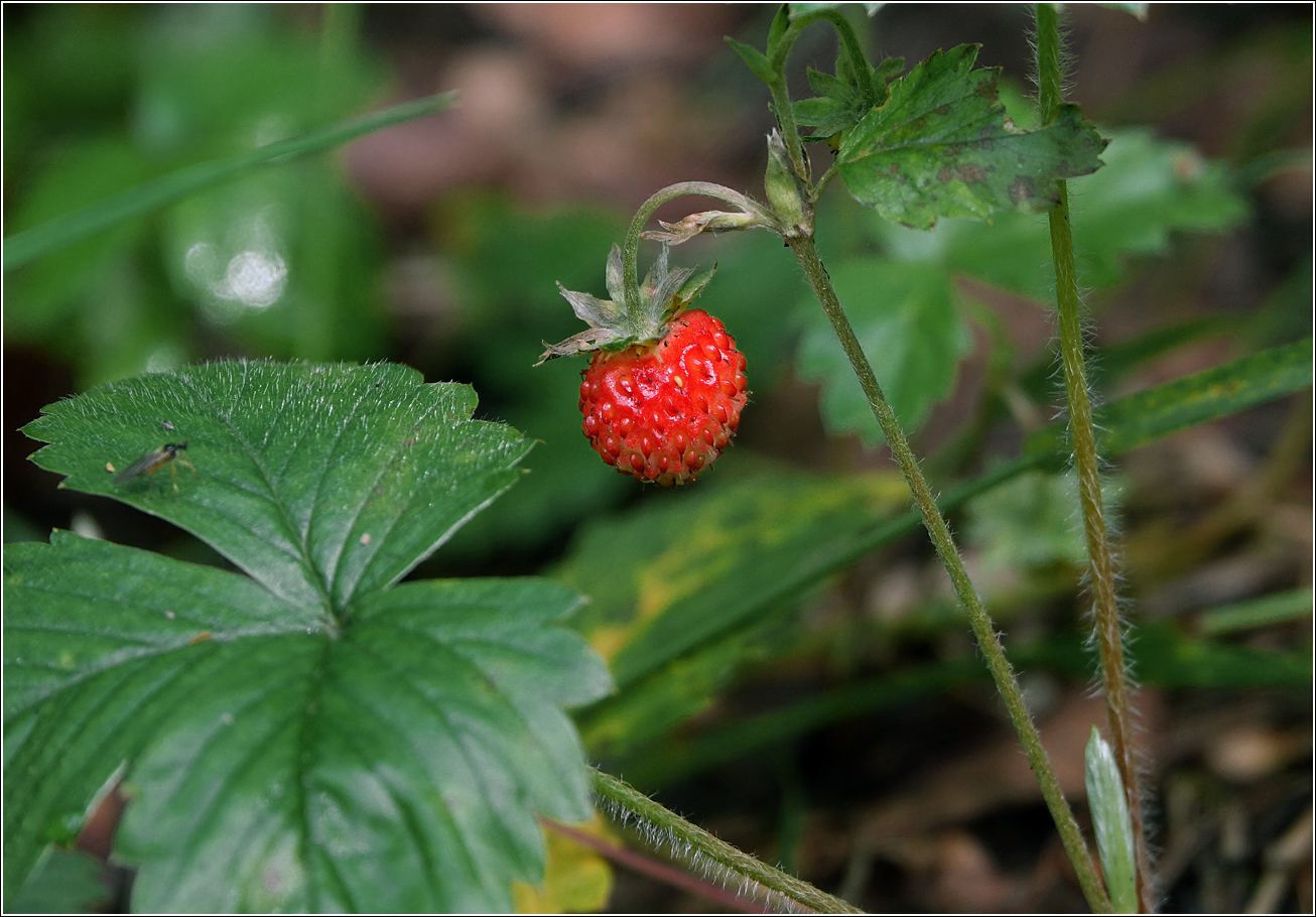 Image of Fragaria vesca specimen.