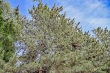 Pinus tabuliformis