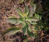 Inula conyza. Верхушка побега. Абхазия, окр. г. Новый Афон, Иверская гора, олуговелый каменистый склон. 12.06.2025.