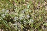 genus Nonea