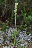 Pseudorchis albida