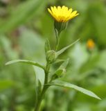 Calendula arvensis