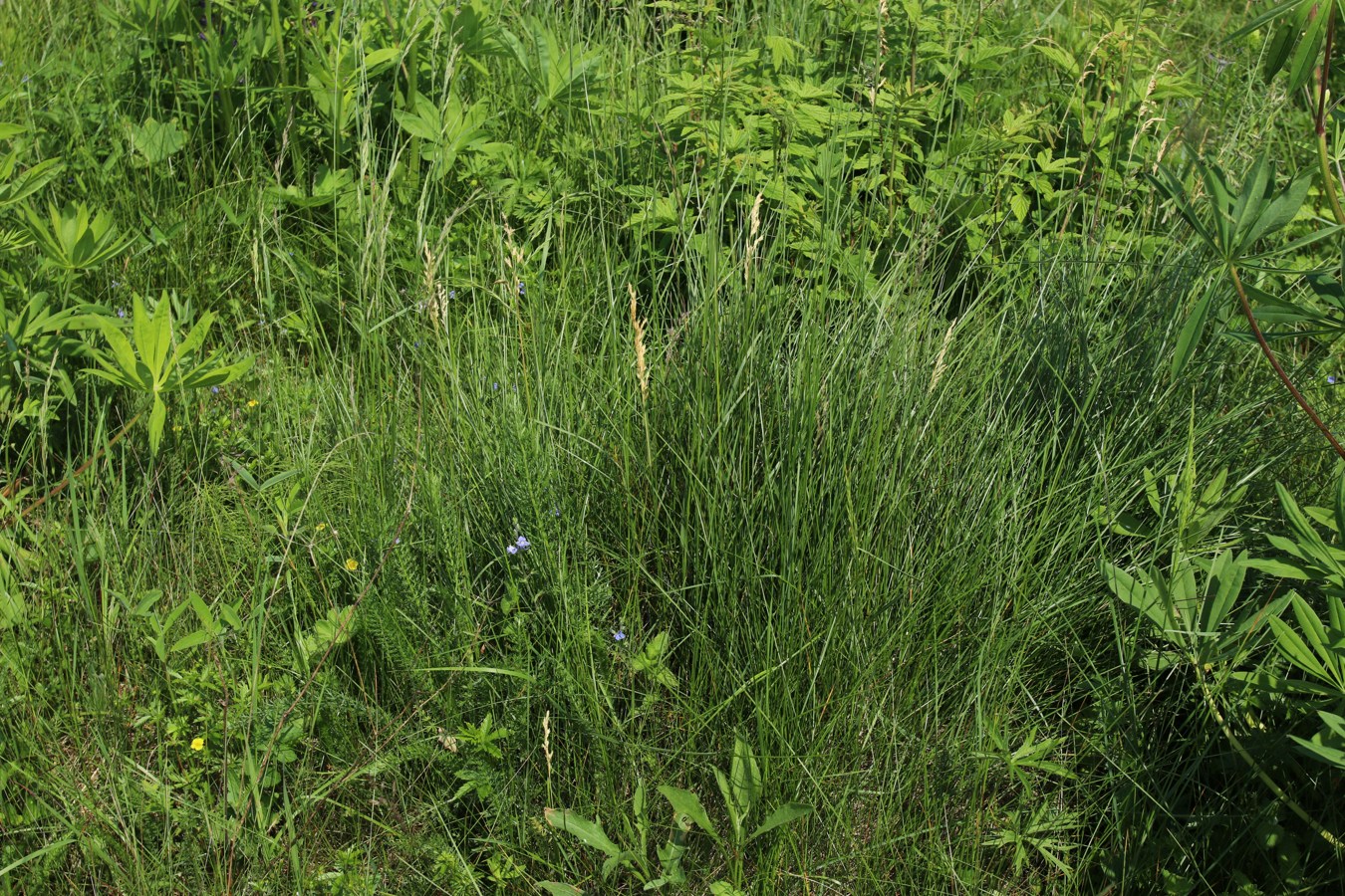 Изображение особи Poa angustifolia.