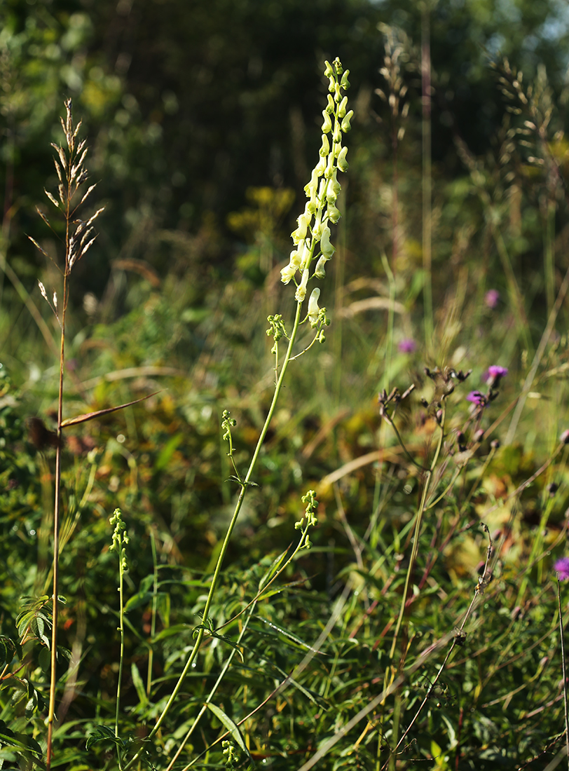 Image of Aconitum kirinense specimen.