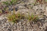 Cyperus michelianus
