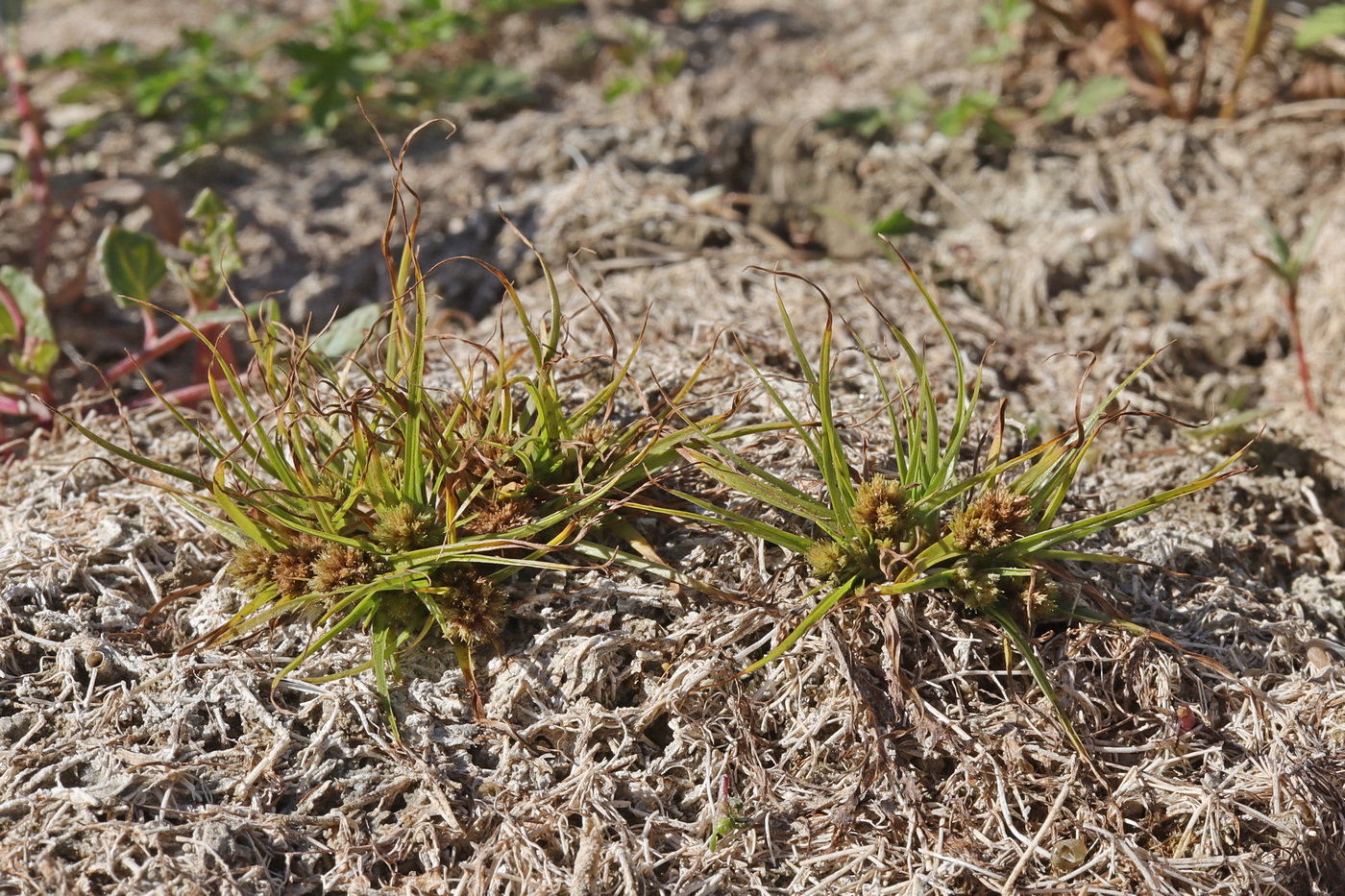 Изображение особи Cyperus michelianus.