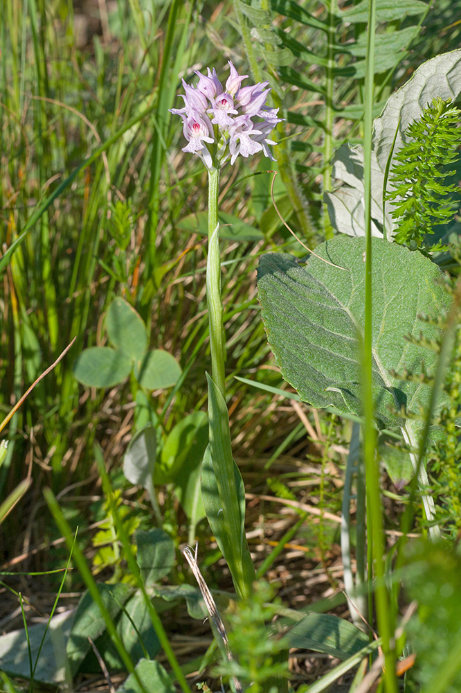 Изображение особи Neotinea tridentata.