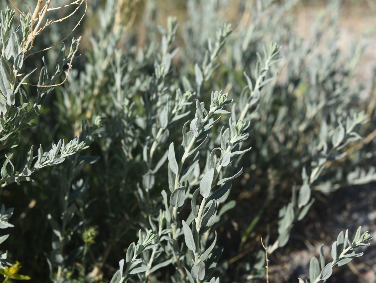 Изображение особи род Krascheninnikovia.