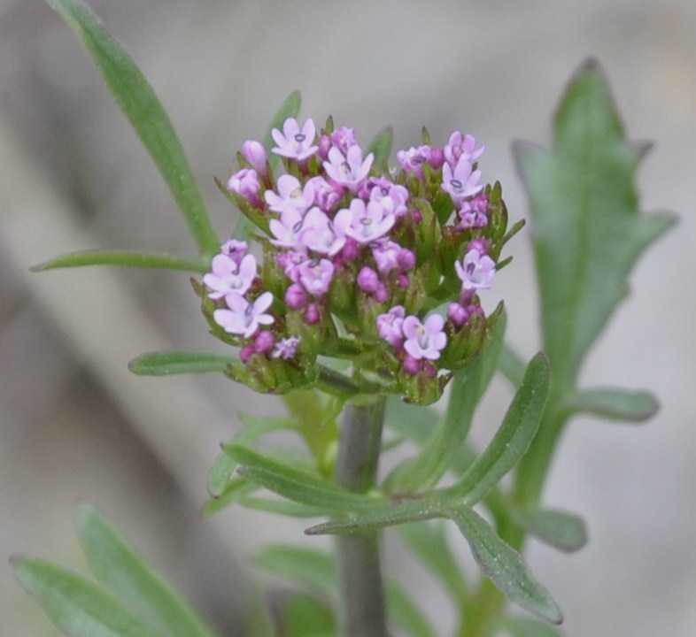 Image of Centranthus calcitrapae specimen.