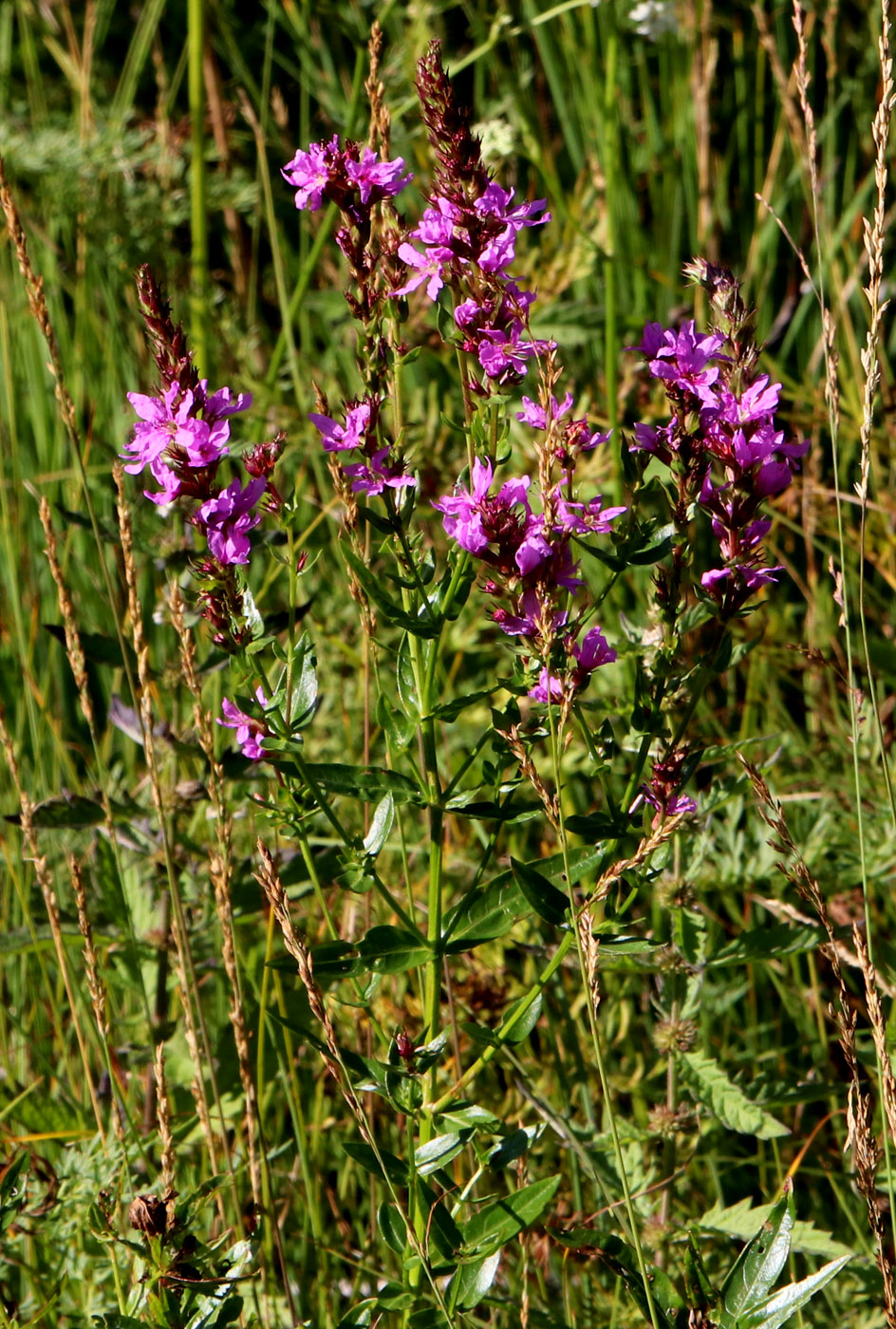 Image of Lythrum virgatum specimen.