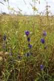 Gentiana pneumonanthe