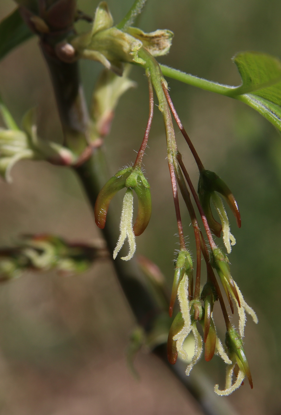 Изображение особи Acer negundo.