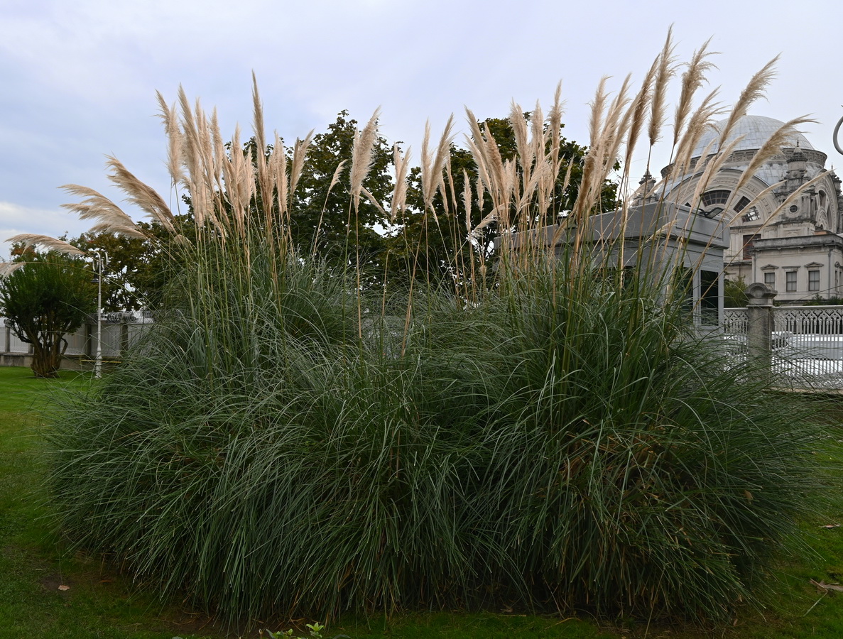 Изображение особи Cortaderia selloana.