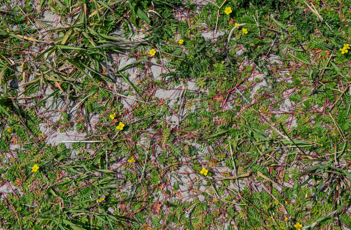 Image of Potentilla anserina specimen.