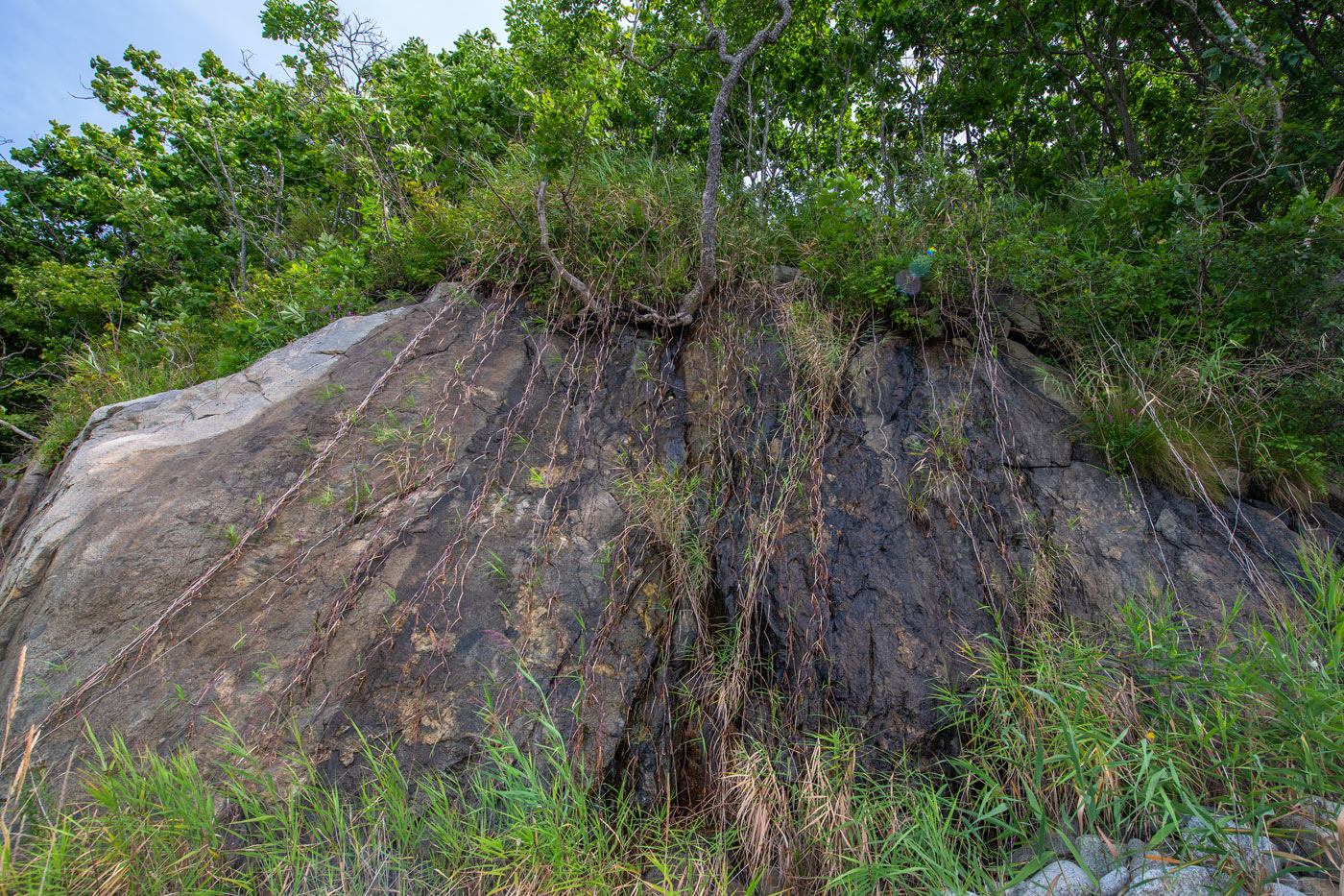 Image of Phragmites japonicus specimen.