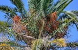 Phoenix canariensis. Соплодия и основания листьев. Португалия, о-в Мадейра, г. Фуншал, в культуре. 18.08.2025.