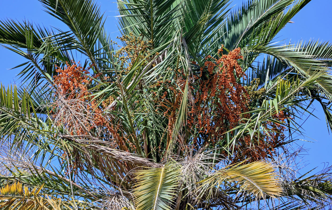 Изображение особи Phoenix canariensis.