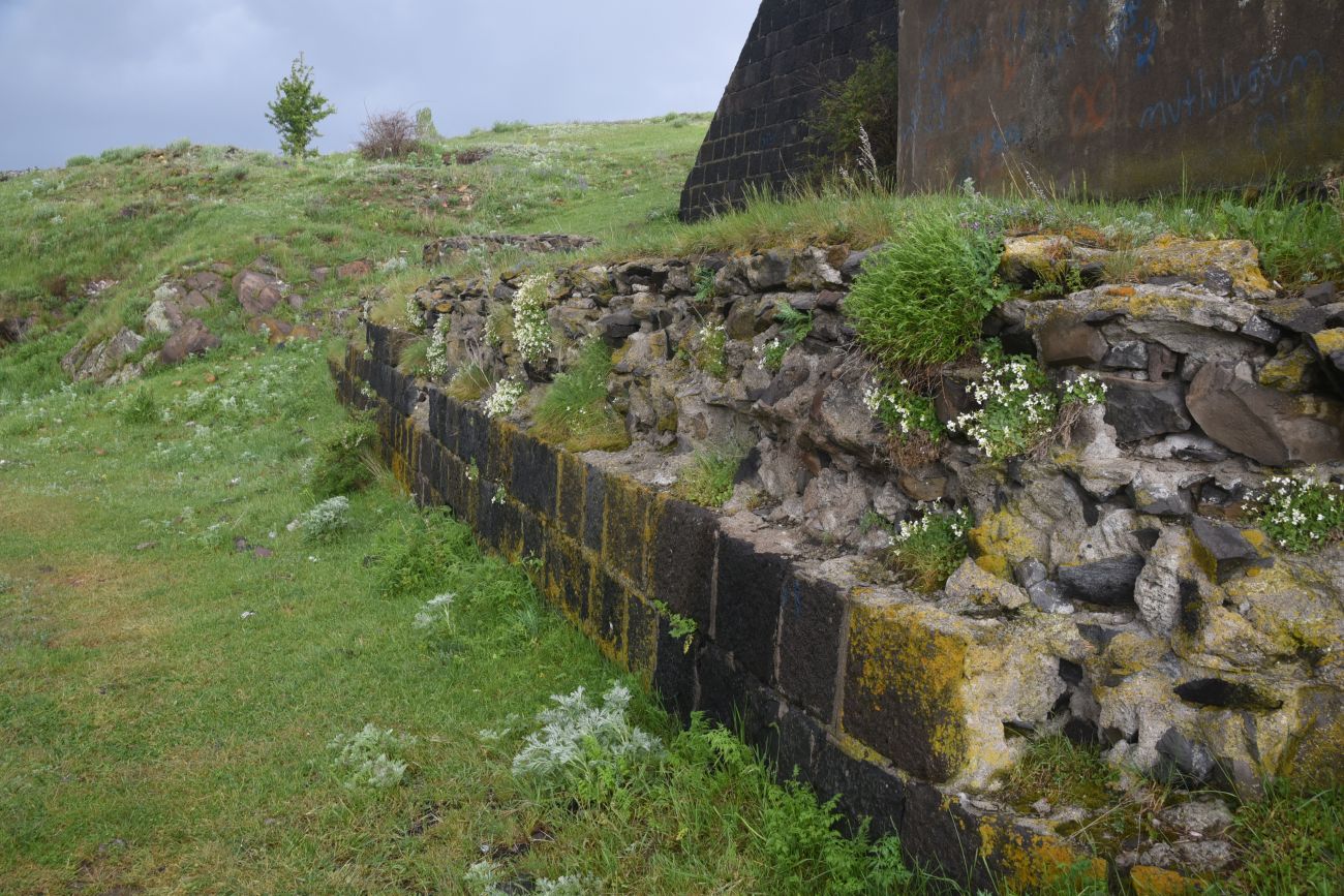 Изображение особи Arabis caucasica.