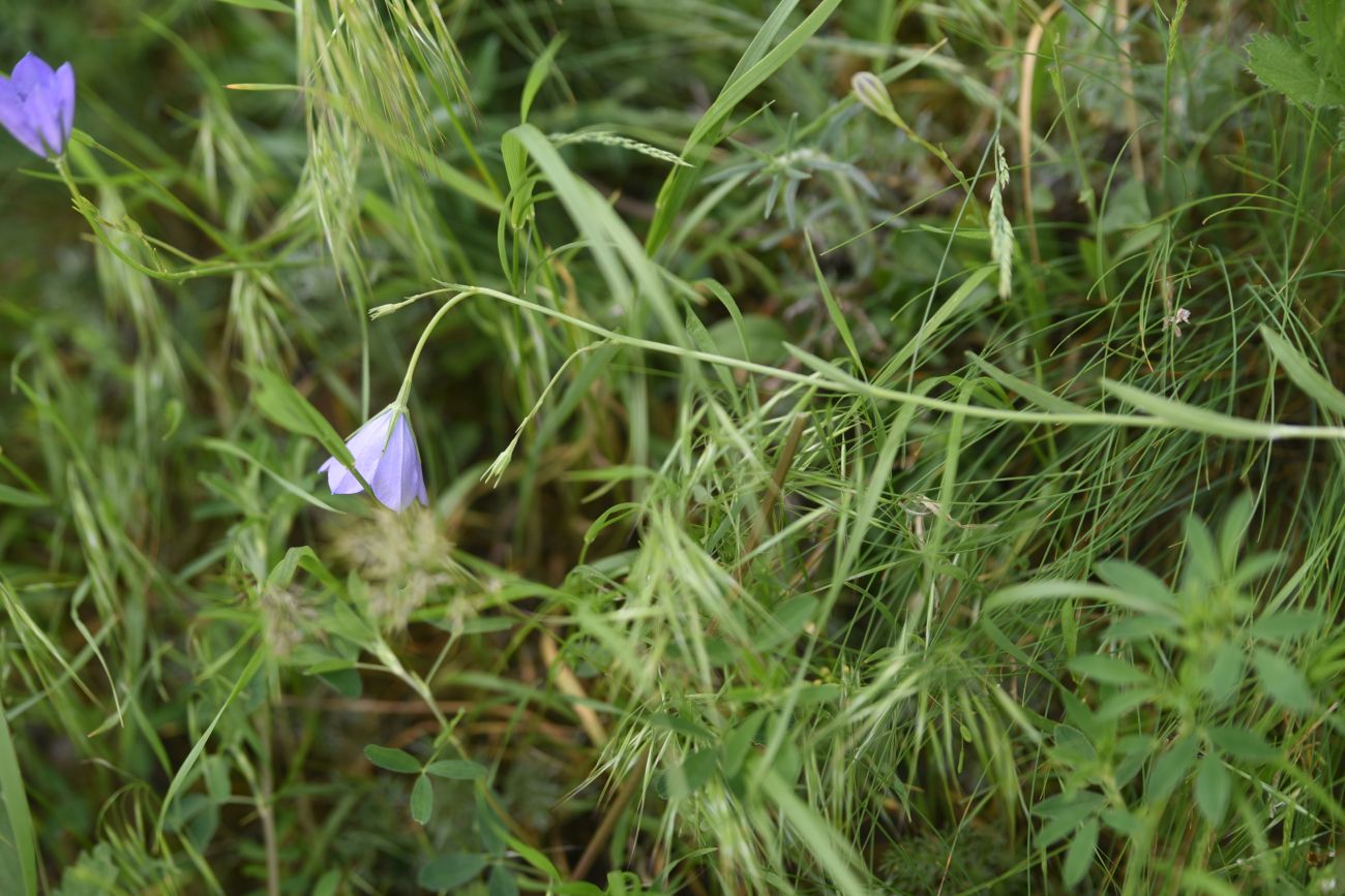 Image of Campanula stevenii specimen.