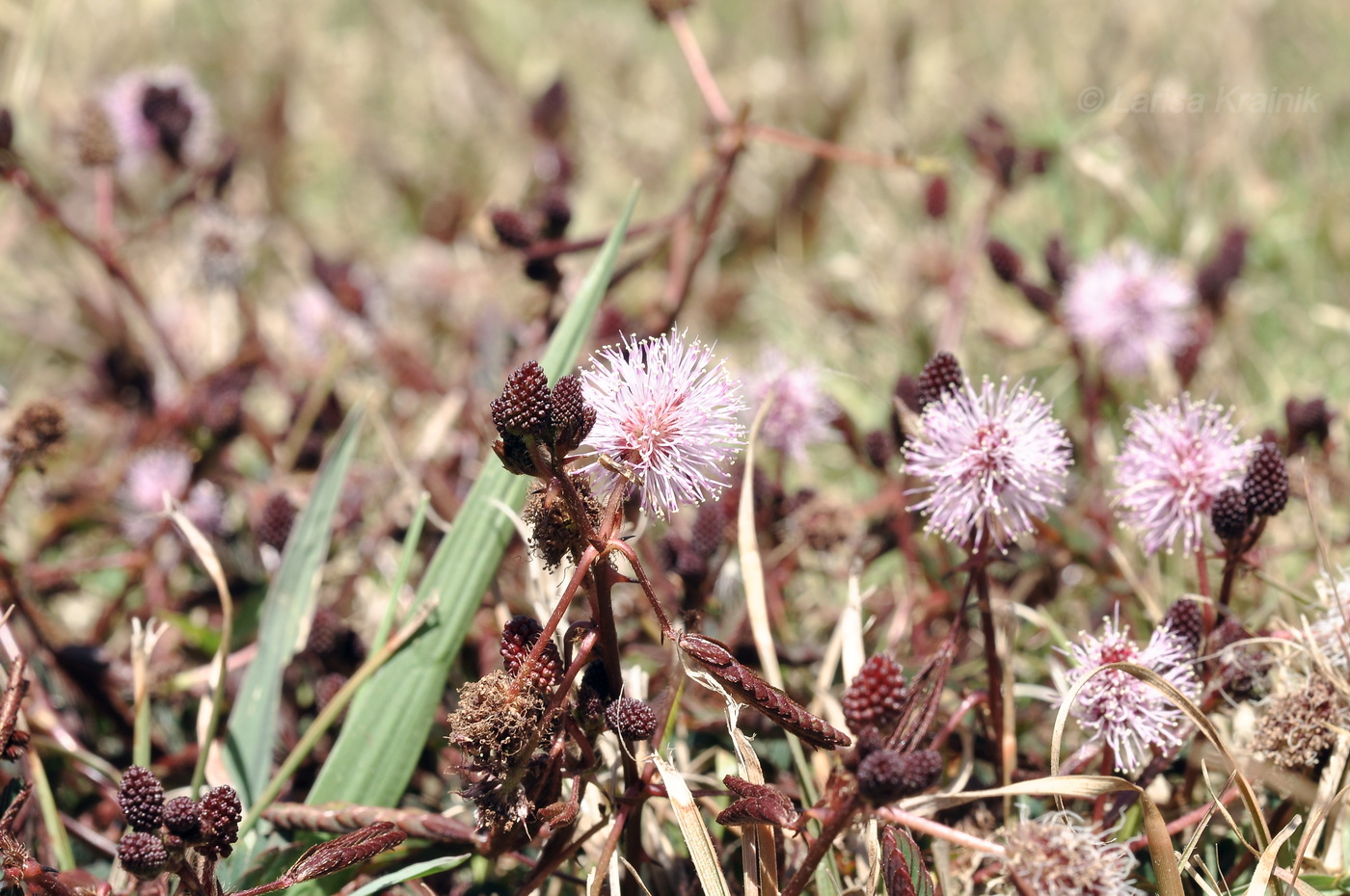 Image of Mimosa pudica specimen.