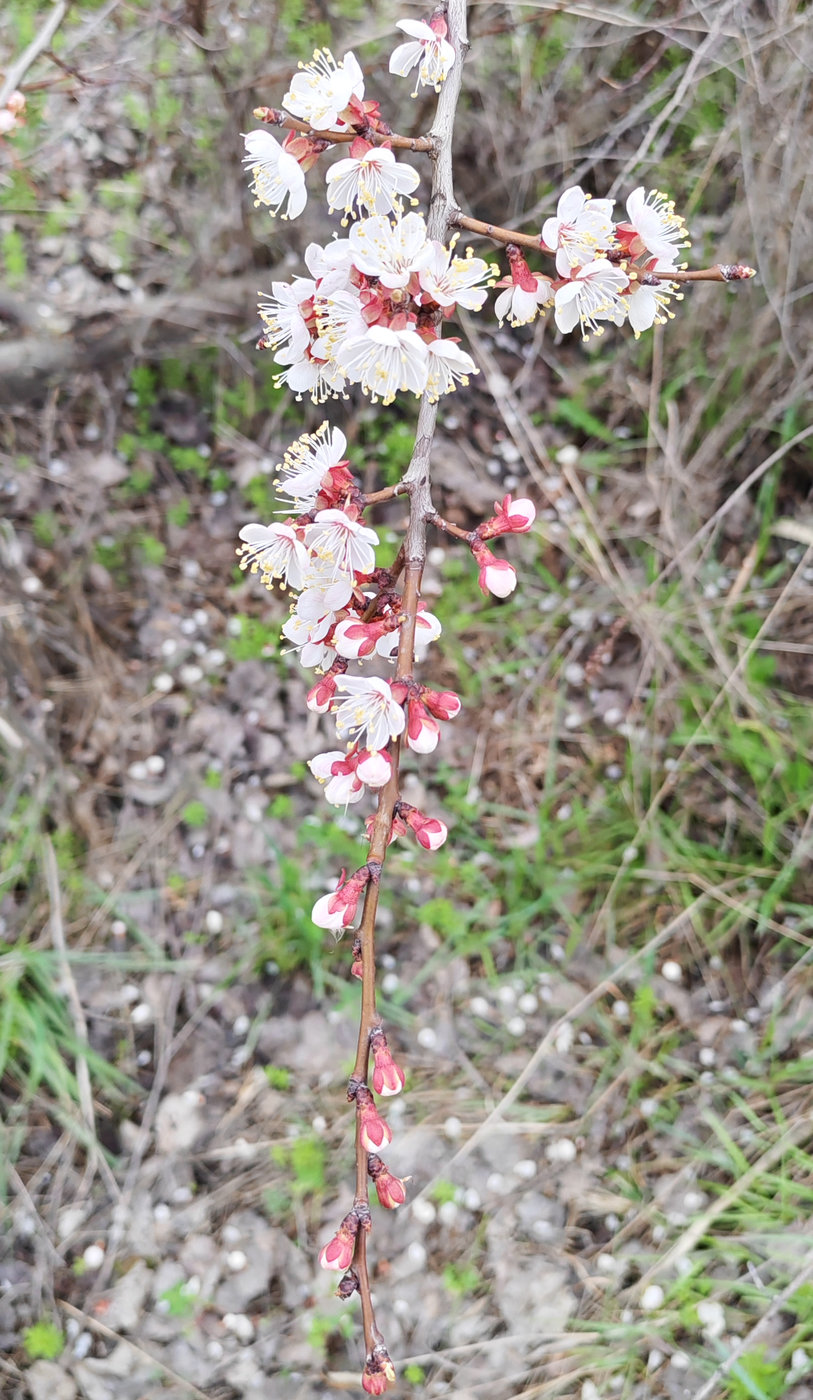 Image of Armeniaca vulgaris specimen.