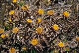 Carlina hispanica. Верхушки побегов с соцветиями. Португалия, округ Лейрия, пос. Назаре, каменистый склон. 07.08.2025.