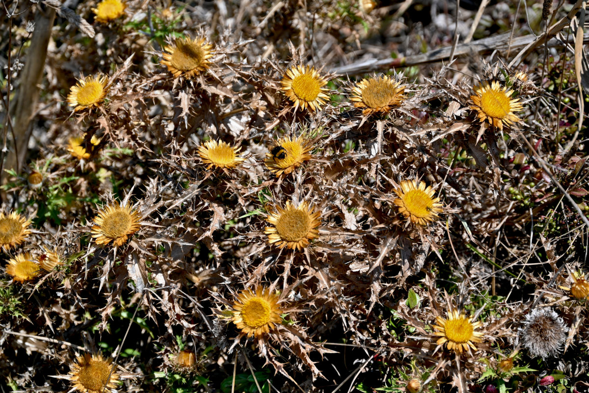 Изображение особи Carlina hispanica.