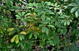 Heptapleurum arboricola. Верхушки ветвей плодоносящего растения. Португалия, г. Лиссабон, в культуре. 09.08.2025.