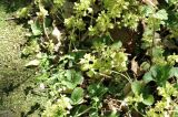 Chrysosplenium pilosum