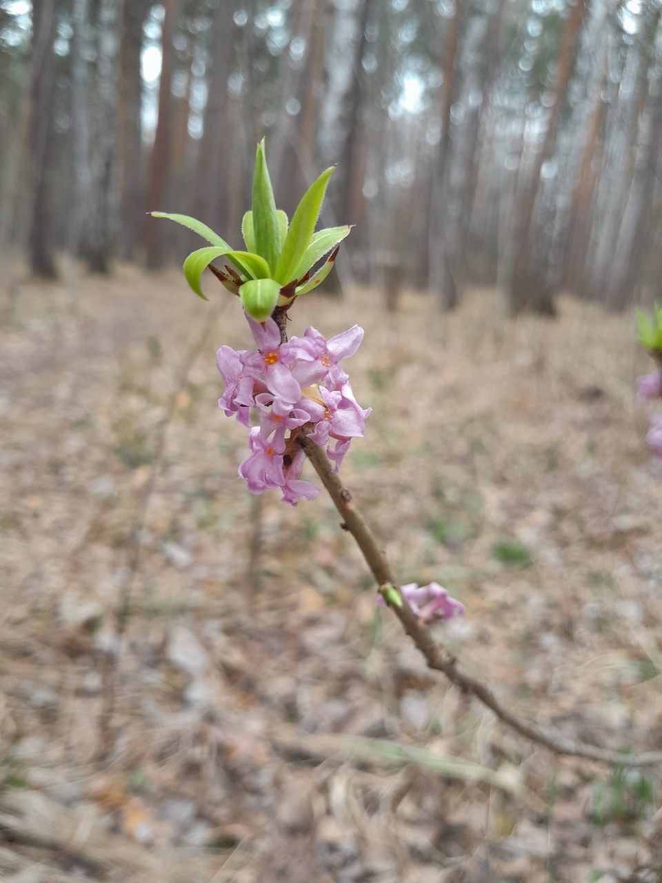 Изображение особи Daphne mezereum.