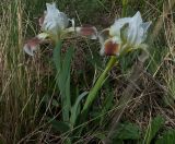 Iris pumila