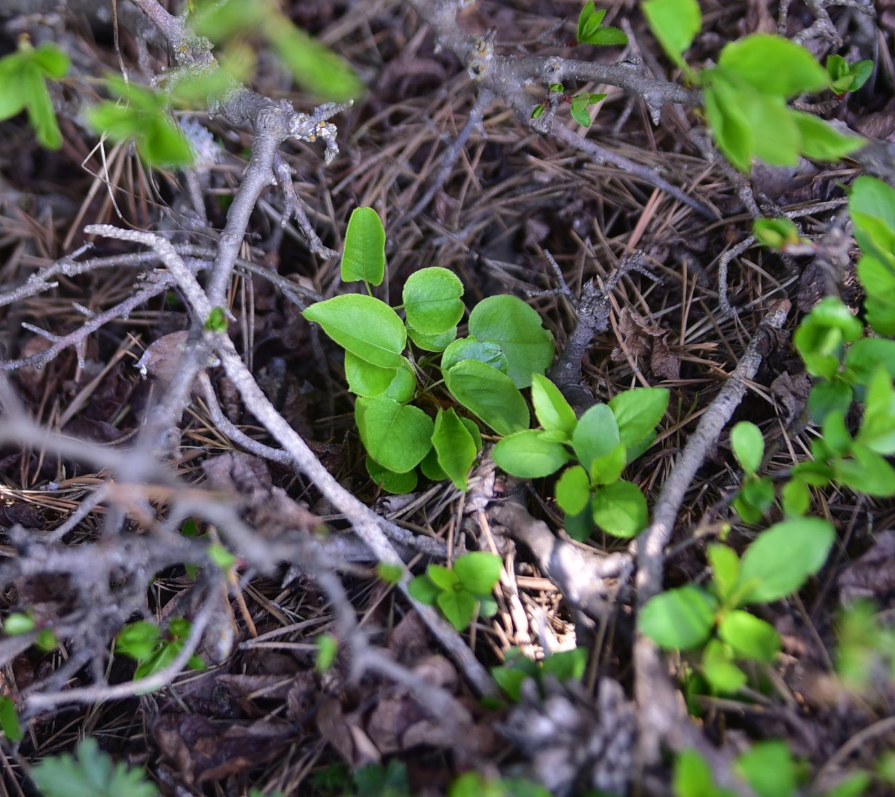 Image of Unknown species specimen.