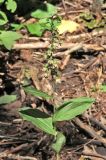 Epipactis helleborine
