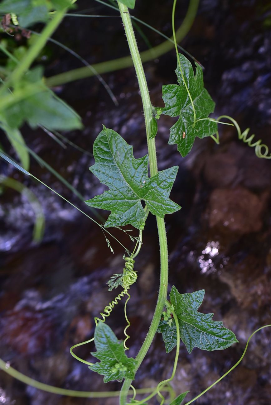 Image of Bryonia alba specimen.