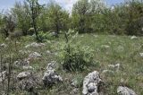 Pyrus elaeagrifolia. Вегетирующее растение. Крым, Караби-яйла, ур. Чигенитра, поляна. 16.05.2026.