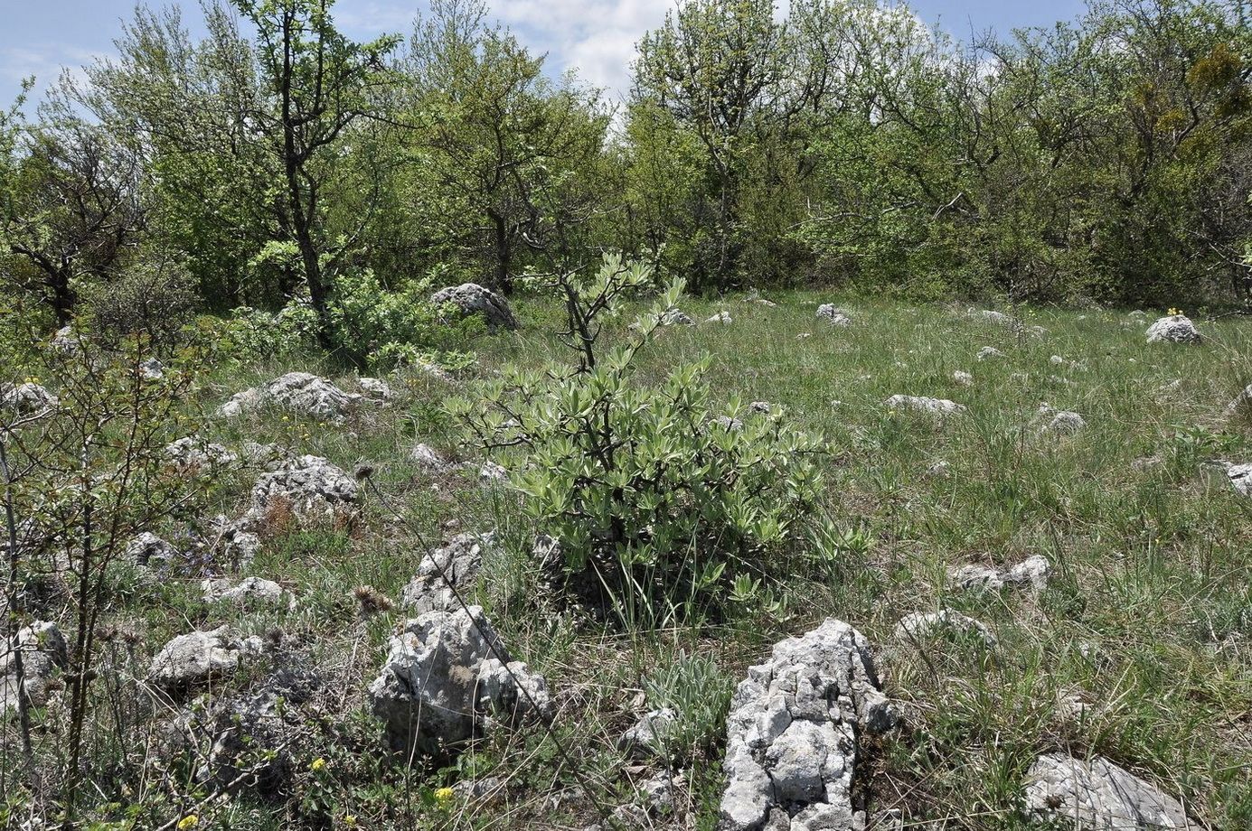 Изображение особи Pyrus elaeagrifolia.