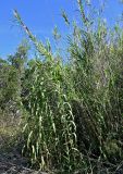 Arundo donax. Вегетирующие растения. Португалия, округ Бежа, дол. р. Мира, пойменный луг. 07.06.2026.