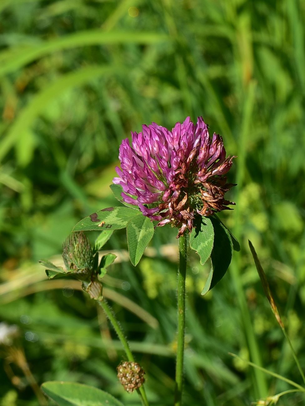 Image of Trifolium pratense specimen.