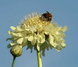 Cephalaria gigantea. Соцветие с кормящимся шмелём. Окр. Томска, дачный участок. Конец июля 2010 г.
