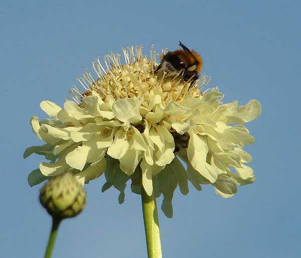 Изображение особи Cephalaria gigantea.